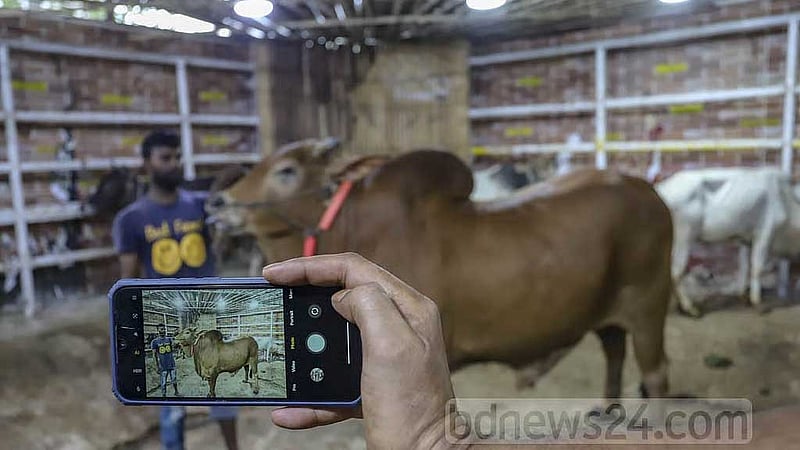 কোরবানির বাজারে দাম বাড়াতে ‘ভাইরাল’ হতে হচ্ছে পশুকেও