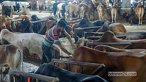 খামারে খামারে কোরবানির পশু বেচাকেনা