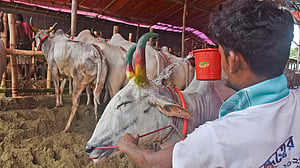 প্রস্তুত সাগরিকা পশুর হাট