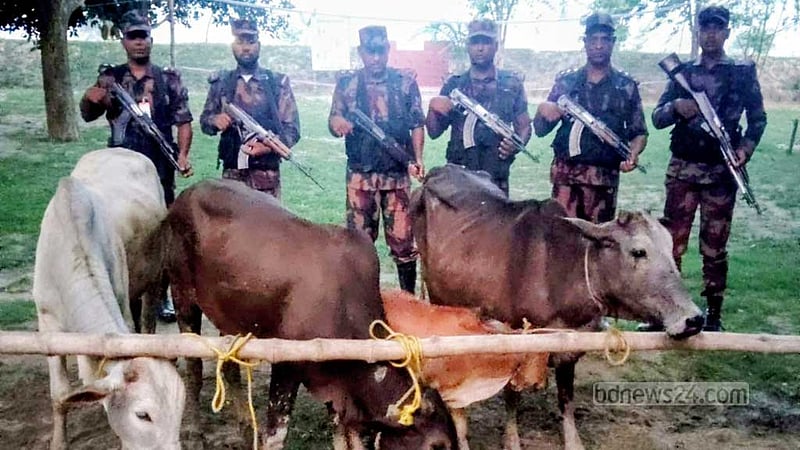 চাঁপাইনবাবগঞ্জ সীমান্তে বিজিবির অভিযানে ভারতীয় গরু জব্দ