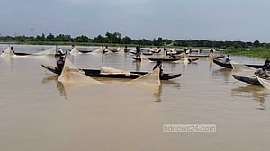 হালদায় ডিম ছেড়েছে মা মাছ, সংগ্রহ কম