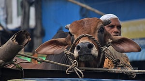 আনন্দ বারতা নিয়ে এল ত্যাগের উৎসব