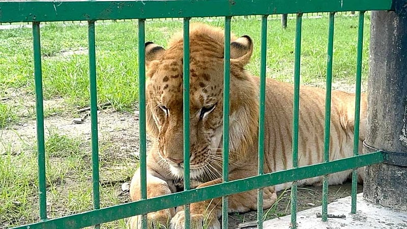 বাংলাদেশের একমাত্র ‘লাইগার’ বাড়ছে ‘বনবিলাসে’