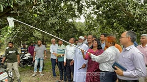 চুয়াডাঙ্গায় আম সংগ্রহ শুরু