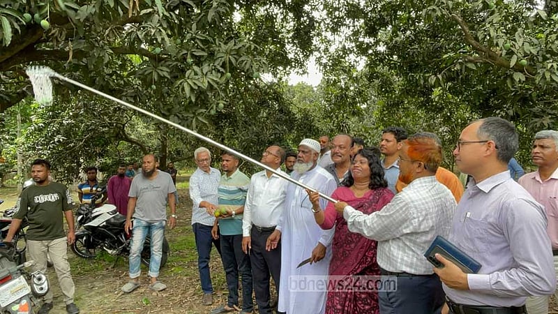 চুয়াডাঙ্গায় আম সংগ্রহ শুরু