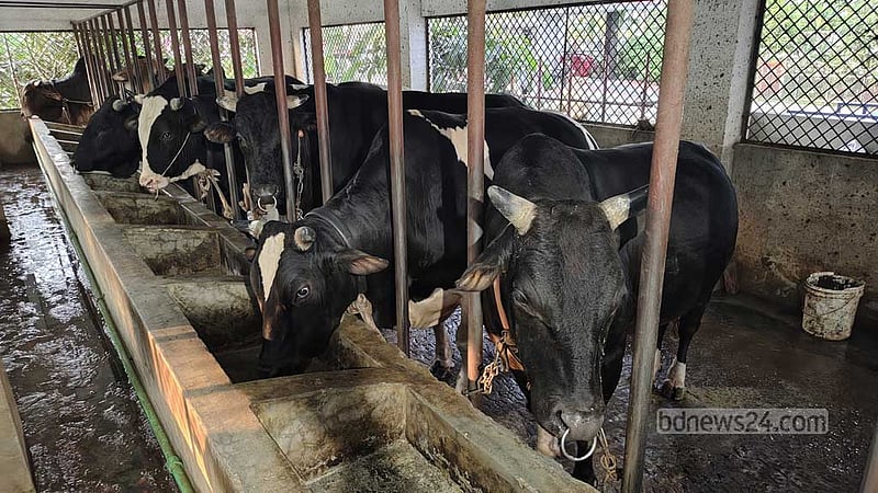 কোরবানি: জমজমাট কুমিল্লার খামার, ২ হাজার কোটি টাকার ব্যবসার লক্ষ্য