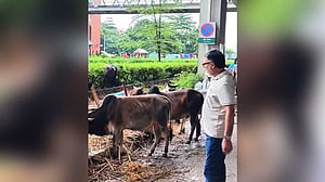 দিয়াবাড়ির হাট: নির্ধারিত সীমানার বাইরে সড়কে রাখা সব পশু সরিয়ে দিল ডিএনসিসি