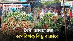 দিনাজপুরে বৈরী আবহাওয়া, পাকার আগেই নামানো হচ্ছে লিচু