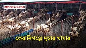 কেরাণীগঞ্জে দুম্বার খামার, কোরবানির ঈদ সামনে রেখে চলছে বিক্রির প্রস্তুতি