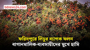 ফরিদপুরে শত কোটি টাকার লিচুর ফলনের আশা