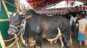 চট্টগ্রামে এবারো কমেছে পশু কোরবানি