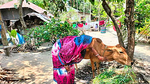 দেশীয় মাছ রক্ষায় ১৬ হাজার জেলে পরিবারে বিকল্প আয়ের ব্যবস্থা