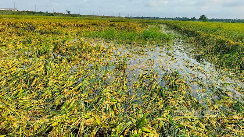 গোপালগঞ্জে বৈরাগীর খালের পাড় উপচে জলমগ্ন ২৫০ একর ধানক্ষেত, দিশেহারা কৃষক
