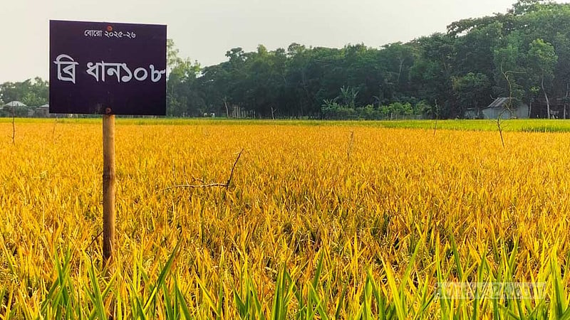 গোপালগঞ্জে উচ্চ ফলনে আশা জাগাচ্ছে ‘ব্রি-১০৮’