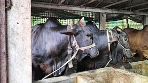কোরবানি ঈদ: গোপালগঞ্জে ৪০ হাজারের বেশি পশু প্রস্তুত, উদ্বৃত্ত ৫ হাজার ৫১৭