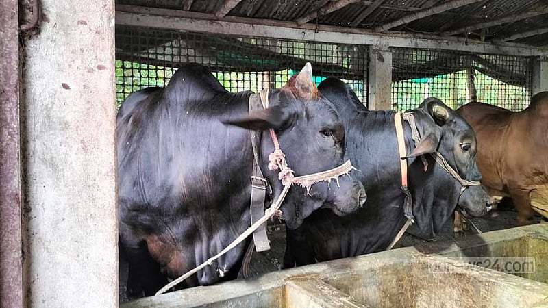 কোরবানি ঈদ: গোপালগঞ্জে ৪০ হাজারের বেশি পশু প্রস্তুত, উদ্বৃত্ত ৫ হাজার ৫১৭