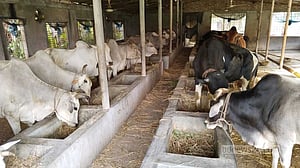 কোরবানি ঈদ: গোপালগঞ্জে প্রস্তুত ৪১ হাজার পশু