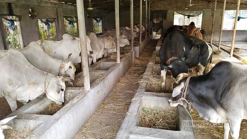 কোরবানি ঈদ: গোপালগঞ্জে প্রস্তুত ৪১ হাজার পশু