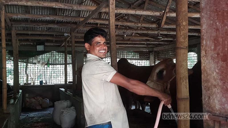 প্রবাস জীবনের ইতি টেনে গরুর খামারে ‘সফল’ গোপালগঞ্জের নাজিম
