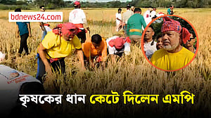 কৃষকের ধান কেটে বাড়ি তুলে দিলেন এমপি