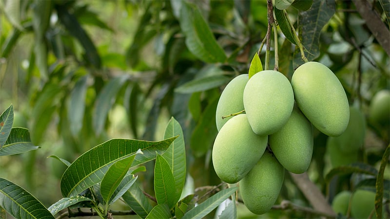 কাঁচা আম খেতে হয় সময় বুঝে