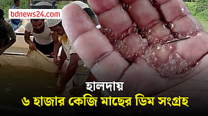হালদায় দুই দফায় ডিম ছেড়েছে মা মাছ, গতবারের চেয়ে সংগ্রহ কম