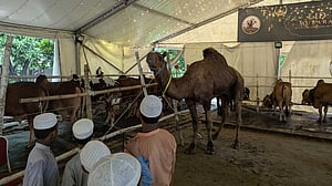 হাতিরঝিলে অন্যরকম ‘পশুর হাট’