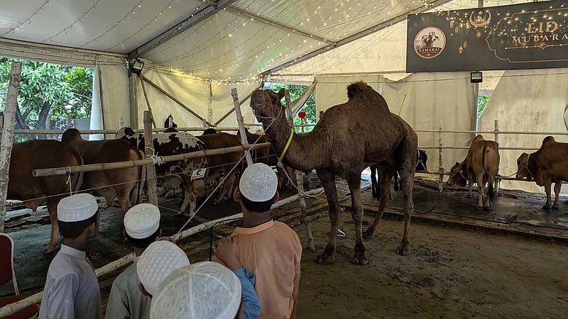 হাতিরঝিলে অন্যরকম ‘পশুর হাট’