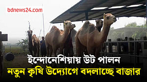 মাংসের চাহিদা পূরণের ইন্দোনেশিয়ায় উট পালনের উদ্যোগ