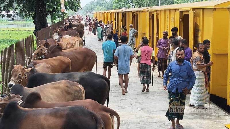 ‘ক্যাটল ট্রেনে’ জামালপুর থেকে ঢাকায় আসছে ৪০০ কোরবানির পশু
