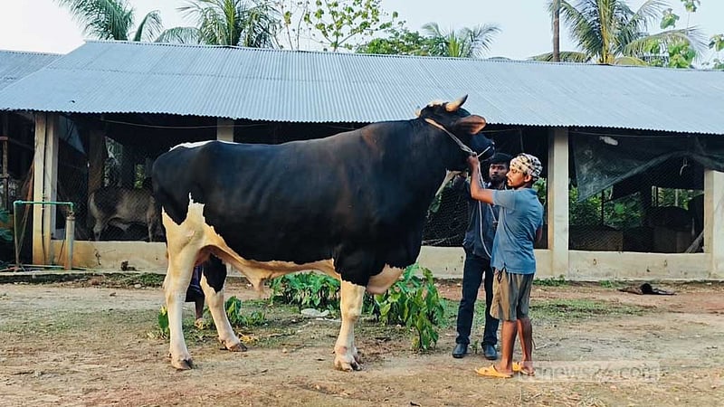 খাগড়াছড়িতে এক টনের বেশি ওজনের ‘সম্রাট’, দাম হাঁকা হয়েছে ১২ লাখ