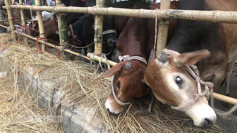 ‘খোকা মাঠের হাট’: ভোরের আলো ফোটার অপেক্ষায় বেপারীরা