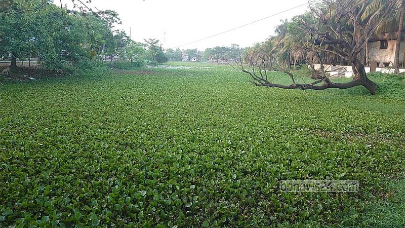 কচুরিপানা-আবর্জনায় ভরাট ‘চালনা লেক’, মিঠা পানির সংকটে দাকোপবাসী