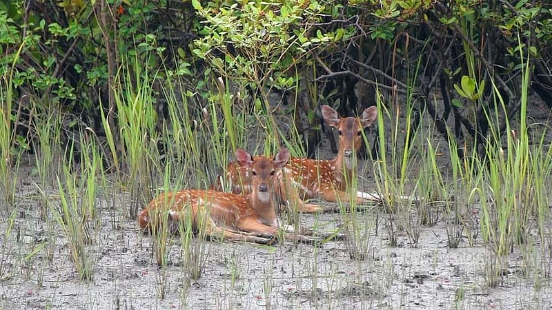 সুন্দরবনে থামছে না হরিণ শিকারি চক্রের দৌরাত্ম্য