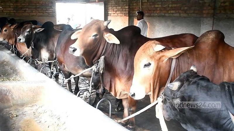 খুলনার ১০ জেলায় এবার ১৭০টি কোরবানির পশুর হাট