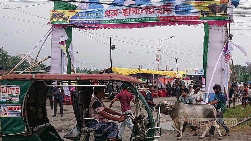 কেসিসির এক পশুর হাট থেকেই সাত দিনে আয় ২ কোটি ১৫ লাখ
