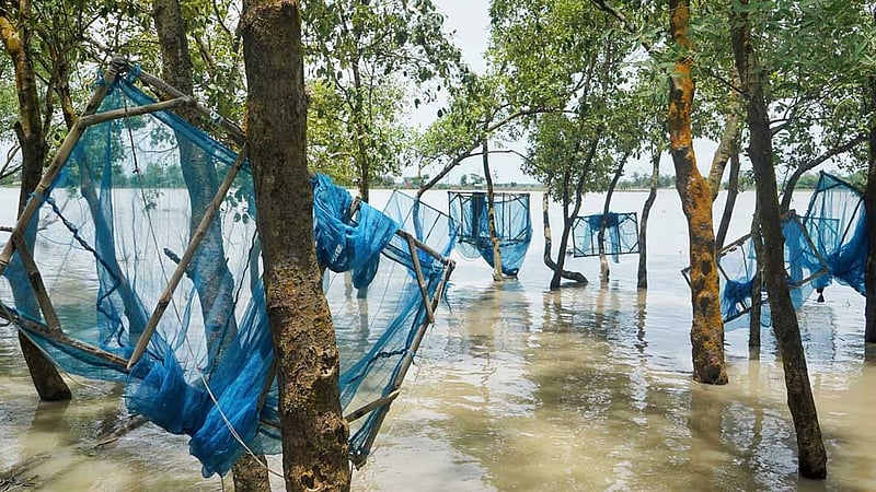 অবাধে পারশে পোনা নিধন, সুন্দরবনের কী ক্ষতি