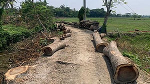 খুলনায় দরপত্র ছাড়াই সড়কের ২ শতাধিক গাছ কাটার অভিযোগ