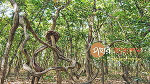 কালিয়াগঞ্জের গহিন বনে ‘আজব গাছ’