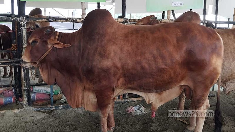 কোরবানির পশু পরিবহন: ব্যানারে হাটের নাম-ঠিকানা লেখার নির্দেশ
