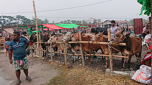 খুলনা জোড়াগেট পশুর হাট: বাড়ছে হাঁক-ডাক, এখনো আসছে পশু