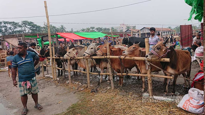 খুলনা জোড়াগেট পশুর হাট: বাড়ছে হাঁক-ডাক, এখনো আসছে পশু