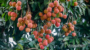 বাজারে উঠছে সোনারগাঁওয়ের লিচু