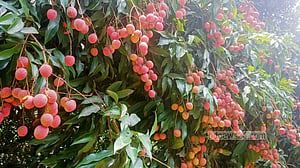 জিআই স্বীকৃতির পর চাহিদা বেড়েছে মাগুরার লিচুর