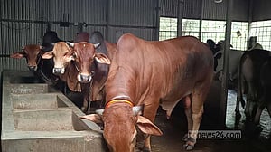 মানিকগঞ্জে প্রস্তুত প্রায় ১ লাখ কোরবানির পশু, ভালো দামের আশায় খামারিরা