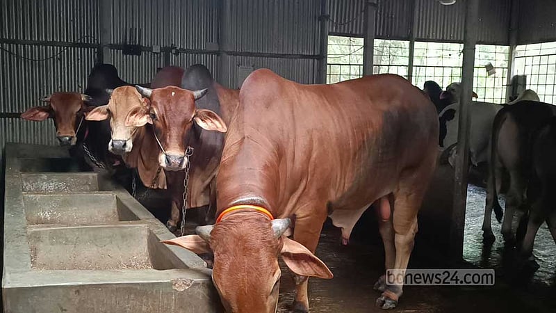 মানিকগঞ্জে প্রস্তুত প্রায় ১ লাখ কোরবানির পশু, ভালো দামের আশায় খামারিরা