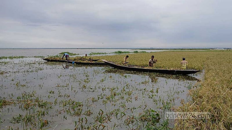 মৌলভীবাজারে পানিতে তলিয়ে আড়াই হাজার হেক্টর বোরো ধান