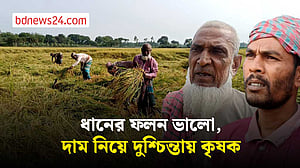 নাটোরে বোরো ধানের ভালো ফলন, দাম নিয়ে দুশ্চিন্তায় কৃষক