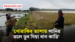 নেত্রকোণায় ৬০ হাজারের বেশি কৃষকের ধান নষ্ট হল আগাম বন্যায়