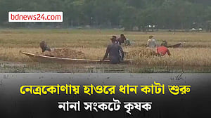 নেত্রকোণায় রোদের ঝলক, হাওরে ধান কাটা শুরু